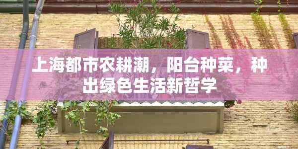 上海都市农耕潮，阳台种菜，种出绿色生活新哲学